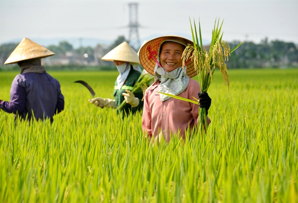 Một số bệnh trên tôm nuôi trong mùa mưa và cách phòng, trị